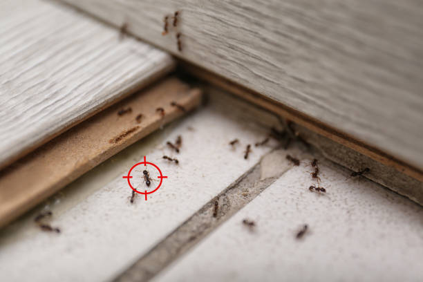 Best Pest Prevention Services  in Bowie, TX