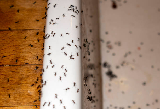Best Flea Control Services  in Bowie, TX