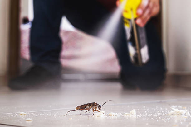 Best Pest Removal Services  in Bowie, TX