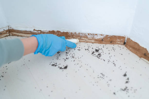 Best Wasp Removal Services  in Bowie, TX