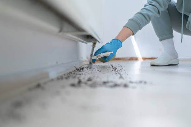 Best Ant Control Services  in Bowie, TX